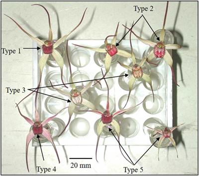 Why Variation in Flower Color May Help Reproductive Success in the Endangered Australian Orchid Caladenia fulva